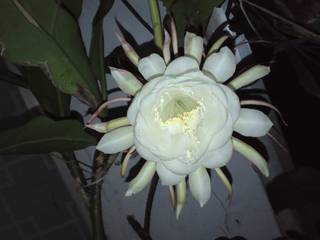 KIMG0808.JPG